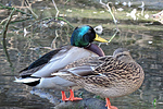 photo thumbnail #1