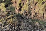 2022-01-24 :1: Garden Valley Loop :: Yoder