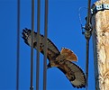 photo thumbnail #14
