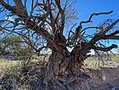 2022-01-29 :1: Big Horn Circuit :: GrangerGuy