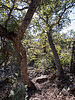 2022-01-27 :1: Oak Creek Loop - Greenback Valley :: eru