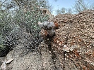 photo thumbnail #6