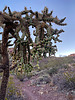 2022-02-05 :1: Mount Ajo :: GrangerGuy