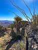 2022-02-05 :1: Mount Ajo :: GrangerGuy