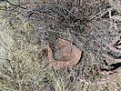 2022-02-05 :2: Tule Canyon Trail #122 :: wallyfrack