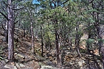 photo thumbnail #12