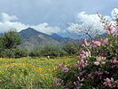photo thumbnail #9