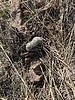 photo thumbnail #9