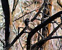 2022-02-13 :2: Cave Creek / Skunk Tank Loop :: gummo