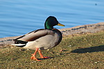 photo thumbnail #7