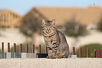 photo thumbnail #15