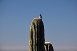 photo thumbnail #12