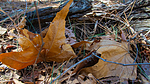 photo thumbnail #11