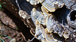 photo thumbnail #14