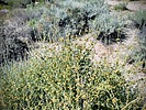 2022-02-25 :1: Hawknest Latigo Loop - MSPN :: tibber