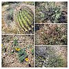 2022-02-25 :1: Hawknest Latigo Loop - MSPN :: tibber