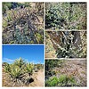 2022-02-25 :1: Hawknest Latigo Loop - MSPN :: tibber