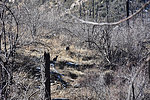 photo thumbnail #12