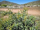 2022-03-09 :1: Middle Sonoran Preserve N Loop :: tibber