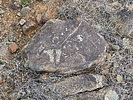 recent photo