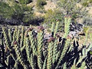 2022-03-06 :1: Rainbow Valley Trail - Estrella Mtn RP :: astrobrewer
