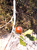 2022-03-12 :1: W Boulder Cyn to Willow Springs :: ScottHika