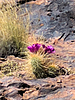 2022-03-12 :1: W Boulder Cyn to Willow Springs :: ScottHika