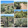 2022-03-17 :3: McDowell Sonoran Preserve Southeastern Loop :: tibber