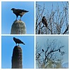 2022-03-17 :3: McDowell Sonoran Preserve Southeastern Loop :: tibber