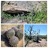 2022-03-17 :1: McDowell Sonoran Preserve Southeastern Loop :: tibber