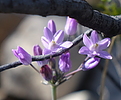 photo thumbnail #6