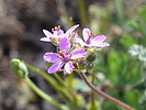 photo thumbnail #15