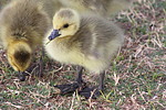 photo thumbnail #15