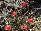 photo thumbnail #6