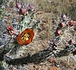 2022-03-22 :3: Dixie Mountain Loop plus :: tibber