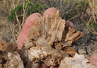 photo thumbnail #7