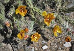 2022-03-30 :3: Phoenix Mountain Preserve Eastern Loop :: tibber