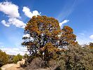 2022-03-31 :1: Toohey Trick Tank Trail #9440 :: kingsnake