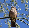 2022-04-01 :: Glendale Heroes Regional Park :: rrshort