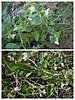 2022-04-01 :2: Mesquite Canyon - Waddell - Ford Canyon Loop :: tibber