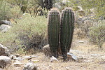 photo thumbnail #12