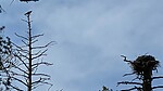 2022-04-09 :1: Highline - Drew - Woods - Military Loop :: The_Eagle