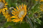 photo thumbnail #13