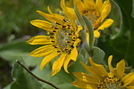 photo thumbnail #15
