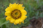 photo thumbnail #1