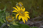 photo thumbnail #7