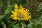 photo thumbnail #9