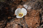 2022-04-08 :3: Rincon Spring Trail :: markthurman53