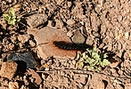 photo thumbnail #12