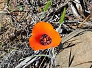 2022-04-13 :3: Trail 1533 Loop TNF :: LosDosSloFolks